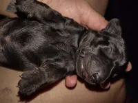 Girl 3 - Solid Black/Seal, a female Miniature Dachshund for sale in Truth or Consequences, NM – 2 of 4