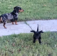 Salem, a female Miniature Dachshund for sale in Truth or Consequences, NM – 5 of 9