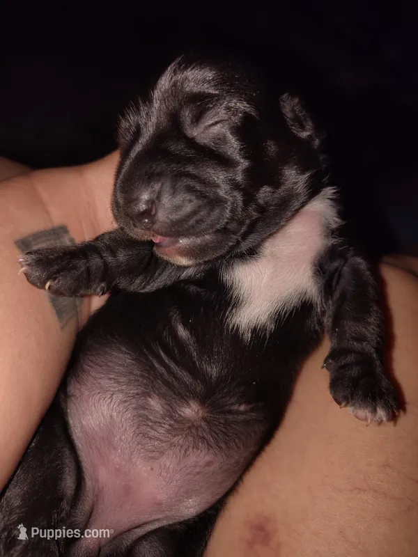 Girl 1 - Black w/White markings – Miniature Dachshund puppy for sale in Truth or Consequences, NM