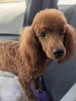 Amy, a female Poodle - Miniature  for sale in Attalla, AL – 3 of 3