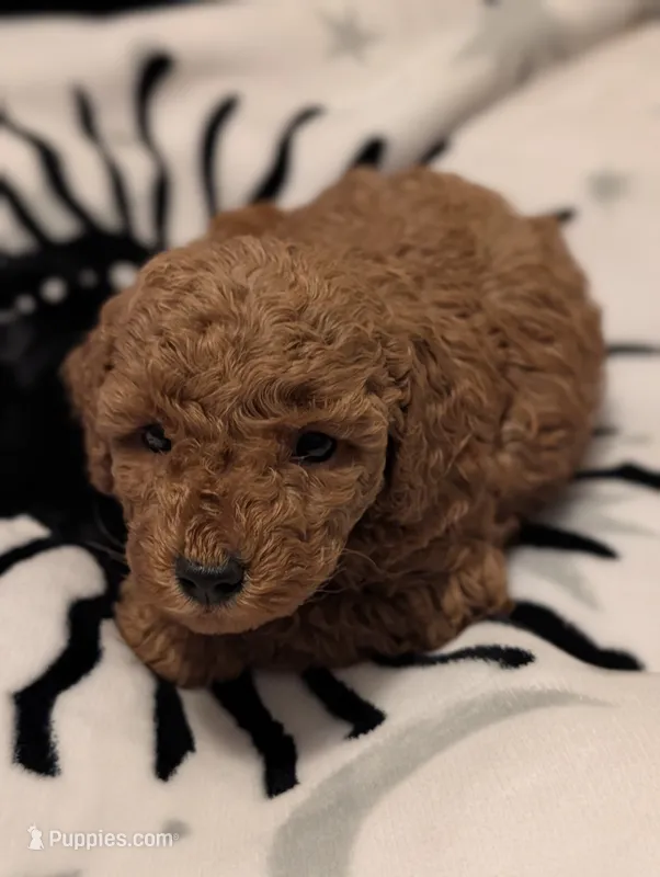 Layla  – Poodle - Miniature  puppy for sale in Attalla, AL