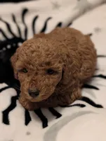 Layla , a female Poodle - Miniature  for sale in Attalla, AL – 1 of 5