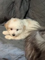 Tucker, a male Miniature Aussiedoodle for sale in Attalla, AL – 3 of 3