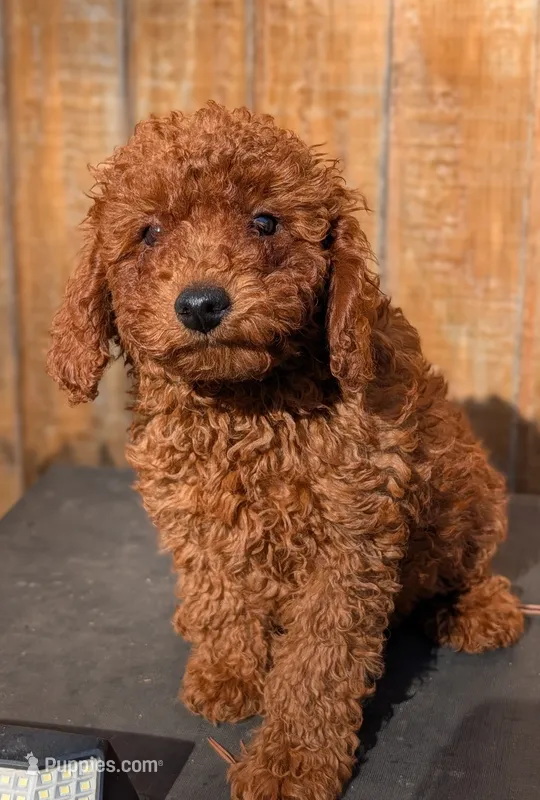 Renee  – Poodle - Miniature  puppy for sale in Attalla, AL