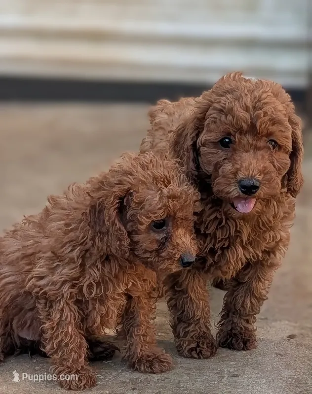 Red – Poodle - Miniature  puppy for sale in Attalla, AL