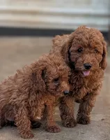 Red, a female Poodle - Miniature  for sale in Attalla, AL – 1 of 1