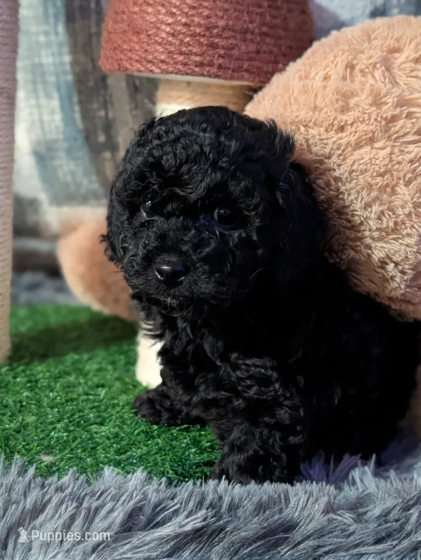 Quinn – Poodle - Miniature  puppy for sale in Attalla, AL