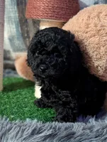 Quinn, a male Poodle - Miniature  for sale in Attalla, AL – 1 of 1