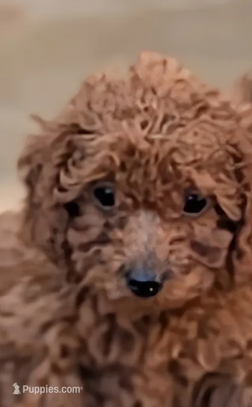 Jake – Poodle - Miniature  puppy for sale in Attalla, AL