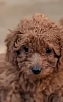 Jake, a male Poodle - Miniature  for sale in Attalla, AL – 1 of 1