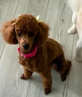 Reddit , a female Poodle - Miniature  for sale in Attalla, AL – 2 of 4