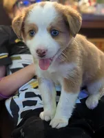 Indigo, a female Miniature Aussiedoodle for sale in Attalla, AL – 2 of 2