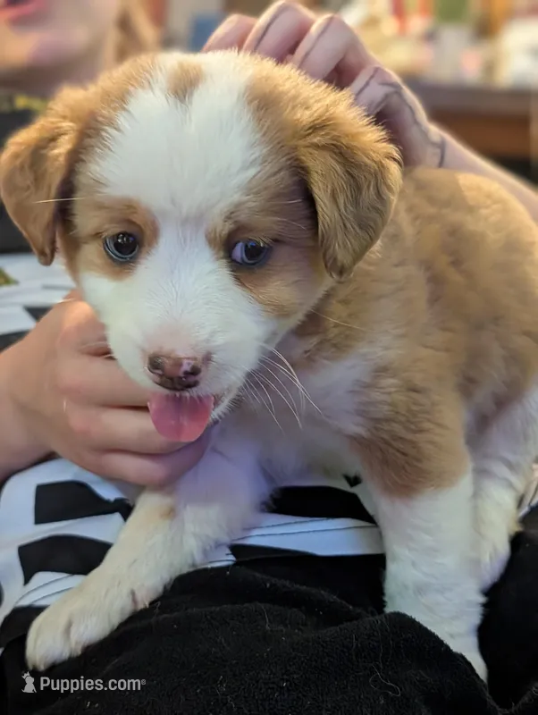 Indigo – Miniature Aussiedoodle puppy for sale in Attalla, AL