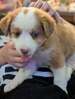 Indigo, a female Miniature Aussiedoodle for sale in Attalla, AL – 1 of 2