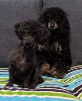 Reddit , a female Poodle - Miniature  for sale in Attalla, AL – 3 of 4