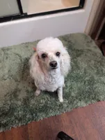 April , a female Poodle - Miniature  for sale in Attalla, AL – 2 of 3
