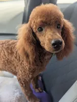 Reddit , a female Poodle - Miniature  for sale in Attalla, AL – 4 of 4