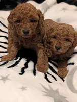 Layla , a female Poodle - Miniature  for sale in Attalla, AL – 2 of 5