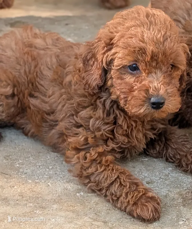 Girly – Poodle - Miniature  puppy for sale in Attalla, AL