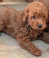 Girly, a female Poodle - Miniature  for sale in Attalla, AL – 1 of 1