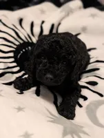 Blackie, a female Poodle - Miniature  for sale in Attalla, AL – 1 of 3