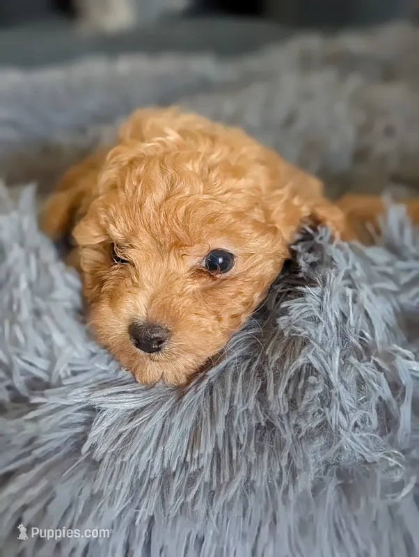 April  – Poodle - Miniature  puppy for sale in Attalla, AL