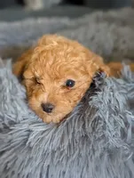 April , a female Poodle - Miniature  for sale in Attalla, AL – 1 of 3