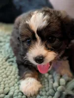 Charley , a female Miniature Aussiedoodle for sale in Attalla, AL – 1 of 2