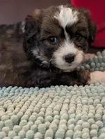 Charley , a female Miniature Aussiedoodle for sale in Attalla, AL – 2 of 2