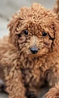 Lily, a female Poodle - Miniature  for sale in Attalla, AL – 1 of 1