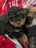 Scotty , a male Miniature Aussiedoodle for sale in Attalla, AL – 2 of 2