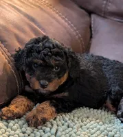 Scotty , a male Miniature Aussiedoodle for sale in Attalla, AL – 1 of 2
