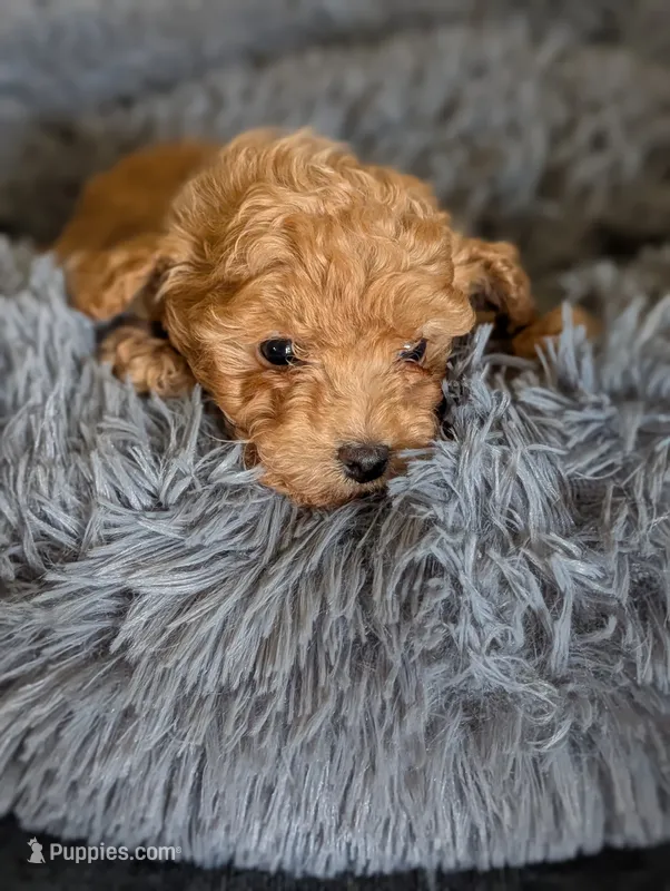 Amy – Poodle - Miniature  puppy for sale in Attalla, AL