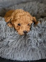 Amy, a female Poodle - Miniature  for sale in Attalla, AL – 1 of 3