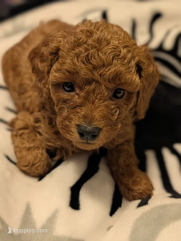 Reddit  – Poodle - Miniature  puppy for sale in Attalla, AL