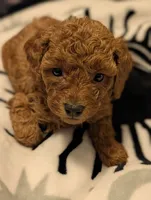 Reddit , a female Poodle - Miniature  for sale in Attalla, AL – 1 of 4