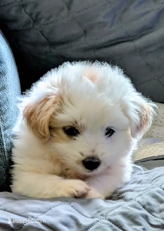Tucker – Miniature Aussiedoodle puppy for sale in Attalla, AL