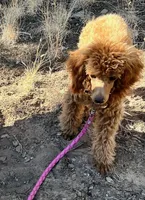 processed/6fd37b90-f5e7-4466-8645-9f1d99940d79/listing/9dd33bca-ef0c-48c1-9edb-aca2c5fd484c/6194aaf4-1085-4941-ad2f-a3d592a41d1a