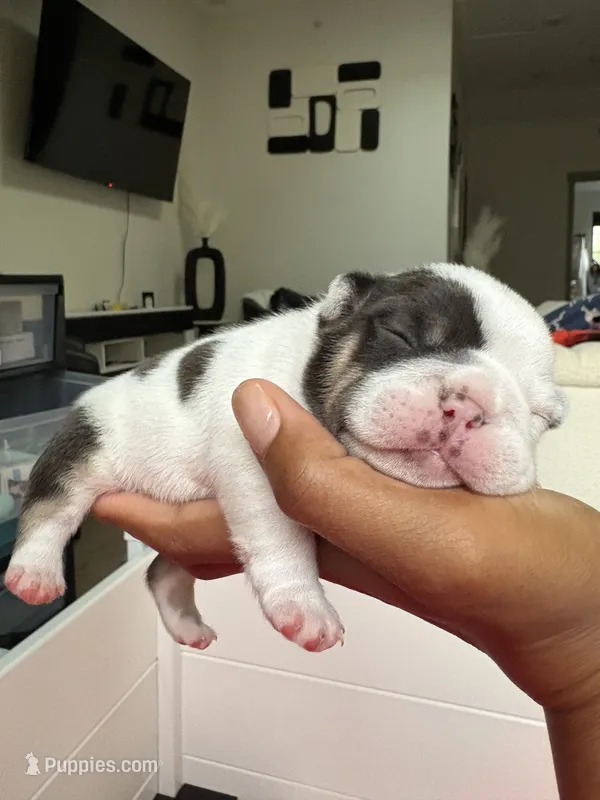 Lila  – French Bulldog puppy for sale in Cincinnati, OH