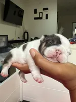 Lila , a female French Bulldog for sale in Cincinnati, OH – 1 of 7