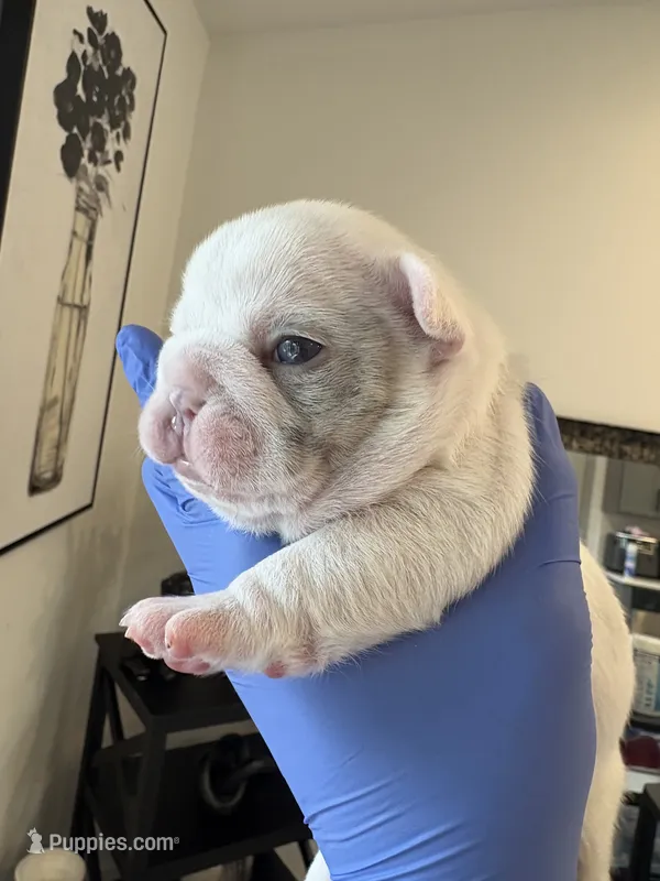Rylo  – French Bulldog puppy for sale in Cincinnati, OH