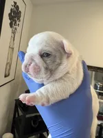 Rylo , a male French Bulldog for sale in Cincinnati, OH – 1 of 7