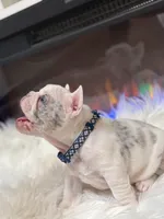 Rylo , a male French Bulldog for sale in Cincinnati, OH – 4 of 9