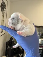 Rylo , a male French Bulldog for sale in Cincinnati, OH – 2 of 7