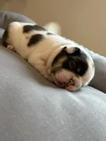 Lila , a female French Bulldog for sale in Cincinnati, OH – 5 of 7