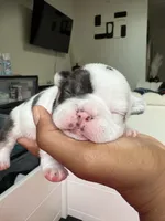 Lila , a female French Bulldog for sale in Cincinnati, OH – 2 of 7