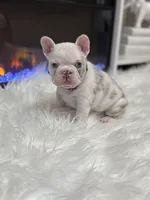 Rylo , a male French Bulldog for sale in Cincinnati, OH – 5 of 9