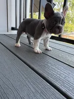 Nola, a female French Bulldog for sale in Cincinnati, OH – 3 of 10