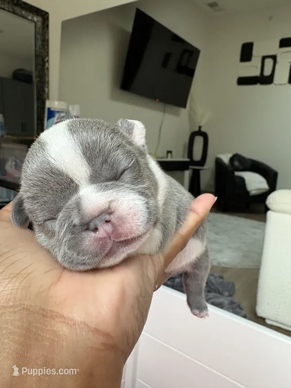 Nola – French Bulldog puppy for sale in Cincinnati, OH
