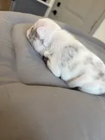 Rylo , a male French Bulldog for sale in Cincinnati, OH – 5 of 7